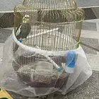 كروان ذكر