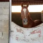 حصان
