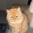 شيرازي عمرهشهور ابو عريش