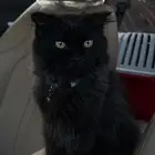 أسمو سعد ذكر مخسي تاريخ. ولادتو 30 62024مهجن (سكوتش وباندا