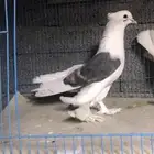 حمام ايراني