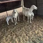 شياه ولد