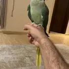 تم البيع تم البيع نيبالي اليف حمامه