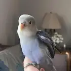 (( تم البيع ))