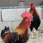 مجموعة ديوك عربيه ديك فري ديك ماكنتوش