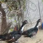 للبيع زوج بط