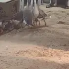 وز عراقي