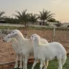 طليان حريات