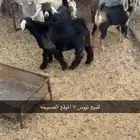 تيوس للبيع