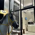 خيل