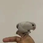 روز اليف هدد شرط