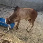 ثور فحل طيب