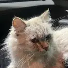 قط هيمالايا للبيع