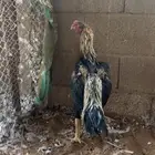 ديك باكستاني