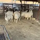 طليان للبيع معها رخلات