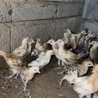 صيصان فروخ دجاج بلدي محصن