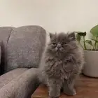 ذكر بيكي فيس للبيع