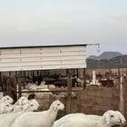 طليان حري حبصي ذبايح