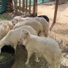خرفان صفر كفو