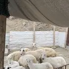4 ضان مقاني تحتها 5 بهم م شاء الله
