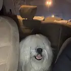 كلب للتبني