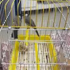 بلبل نغري عراقي