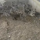 بط نحم طيار رومي حبشي