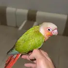 كنيور اناناس