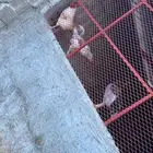 ديوك بلدي عدد 6