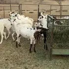 تيوس ذبايح