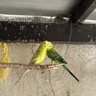 زوج بادجي و كروان
