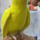 للبيع دره هولندي تربية نهاية غر صحه ونظافه