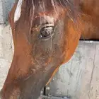 مهر واهو