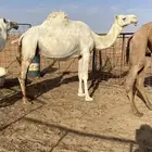 القحات وضحى وشعلا