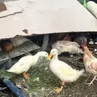 بط بكيني ماشالله