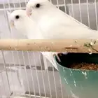 زوج روز تحته بيض