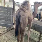 حاشي للبيع