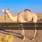 قعدان للبيع سبب البيع معزل من الميدان