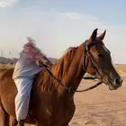 حصان شعبي كفو للبيع