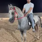 تدريب فروسية