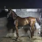 خيل