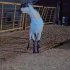 تيس فحل بيشي امرخ
