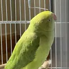 انثى دره ( منتجه)وصحة