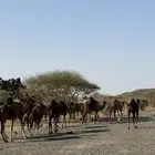 اعرضلكم ابل مراح