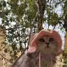 كتن انثى للتبني