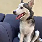 كلبه هاسكي