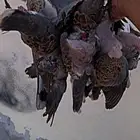 قمري