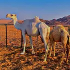 عشاير للبيع