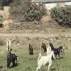 ماعز للبيع