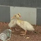 بط للبيع ثنتين لعوبات